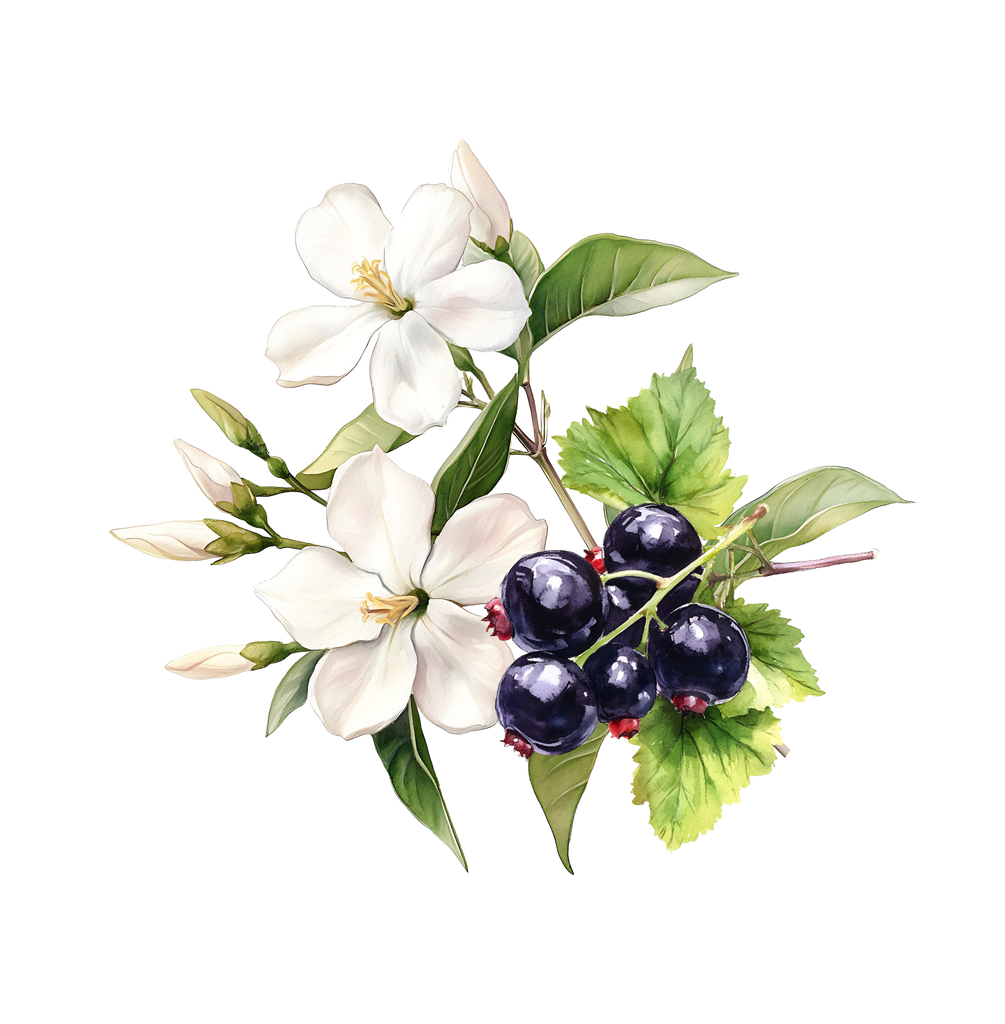 showcase-lilele-black-currant-jasmine