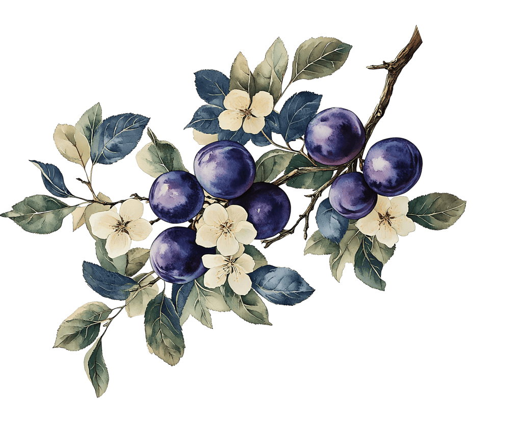 showcase-lilele-rose-petals-black-currant-jasmine