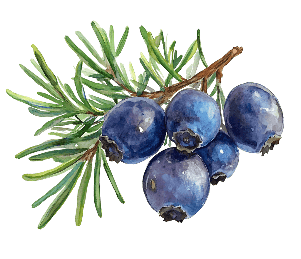 showcase-lilele-frosted-juniper