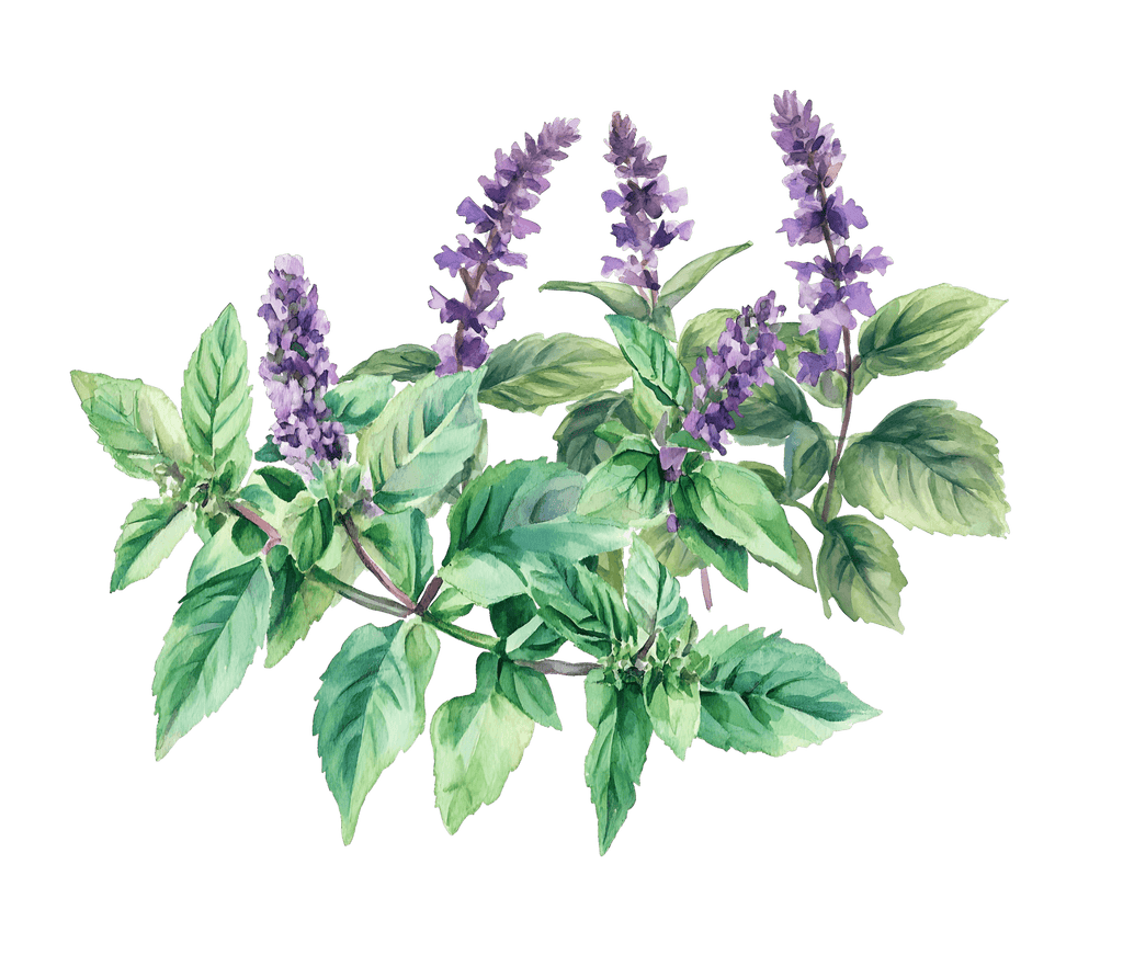 showcase-lilele-garden-mint